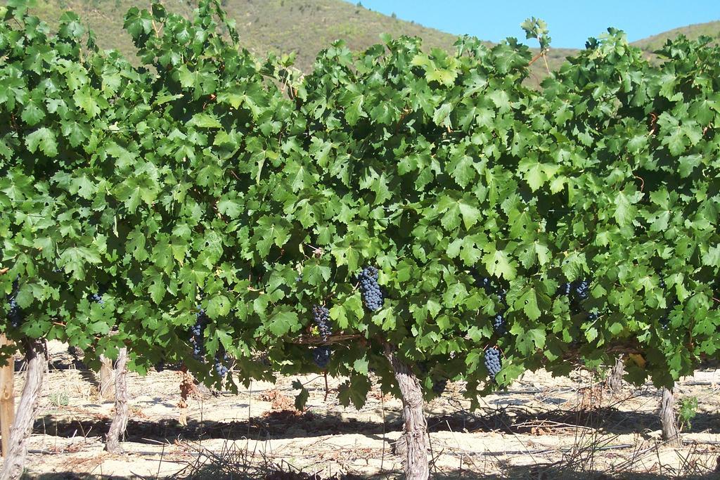Sonklip Ξενοδοχείο Στέλενμπος Εξωτερικό φωτογραφία